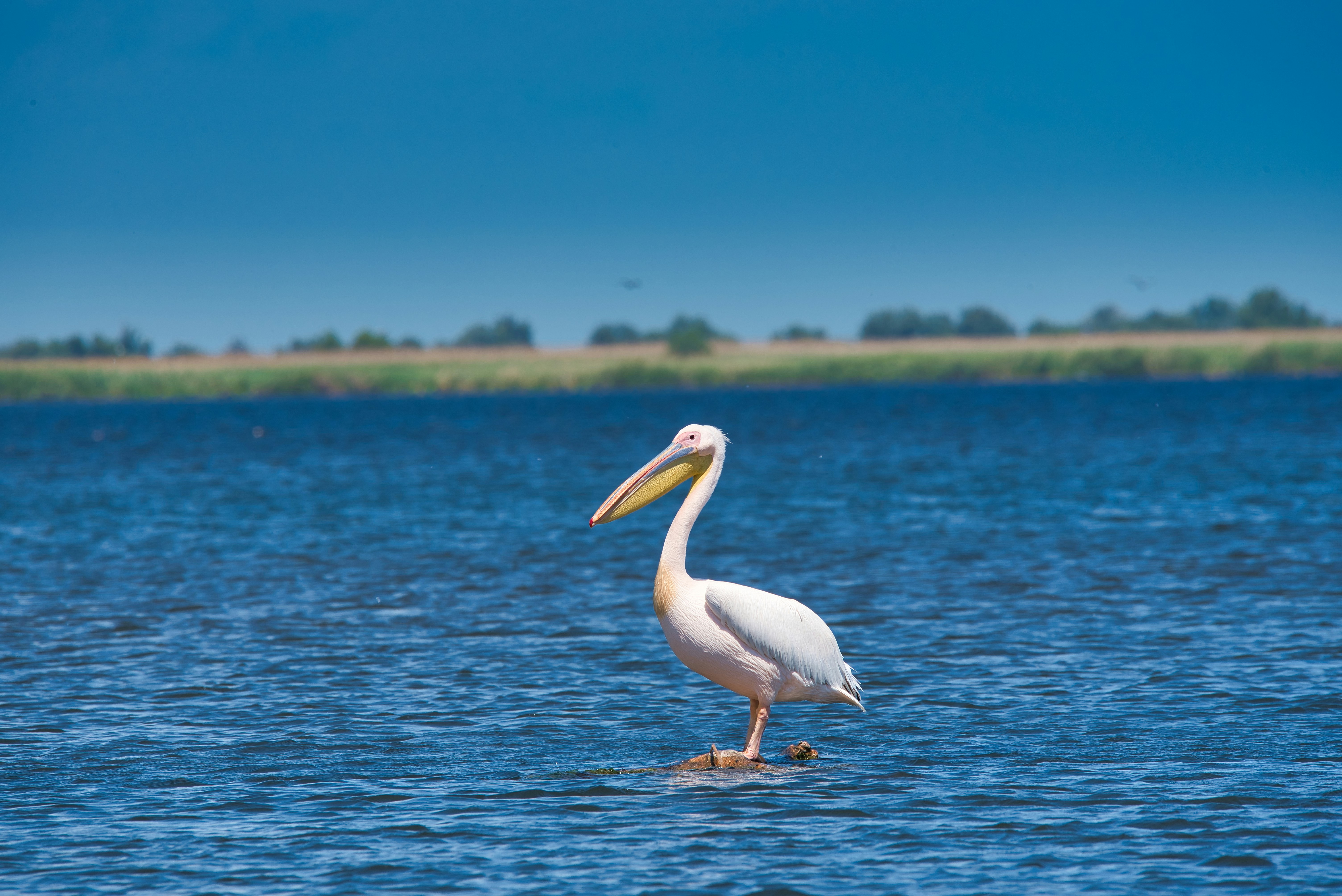 A common pelican resting in the middle of a lake in Danube Delta