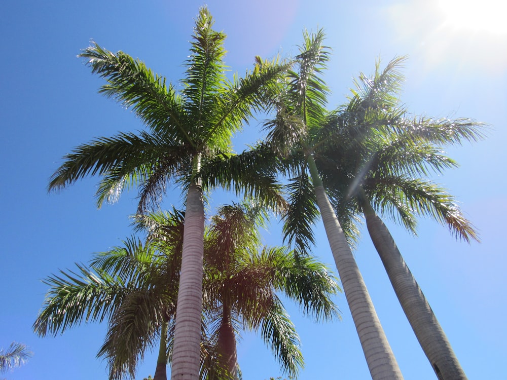 a group of palm trees