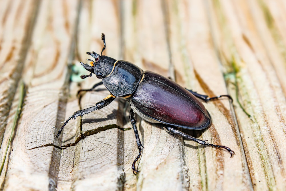 a black beetle on a wood surface