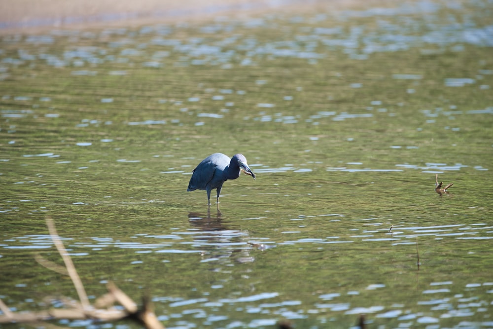 a bird standing in a body of water