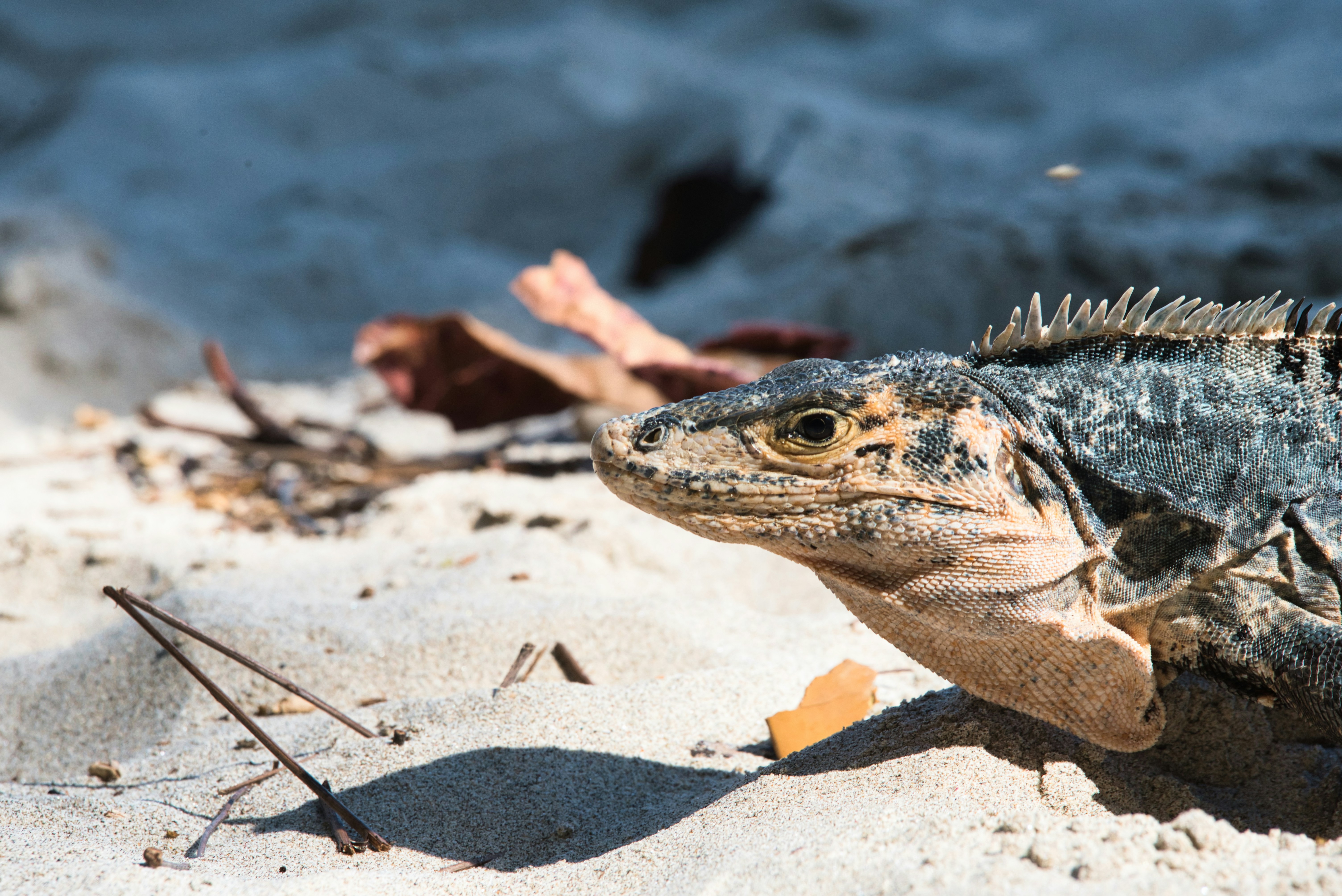 a lizard on the beach, Iguana roaming the Manuel Antonio National Park