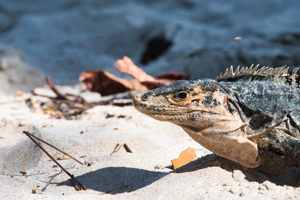 a lizard on the beach