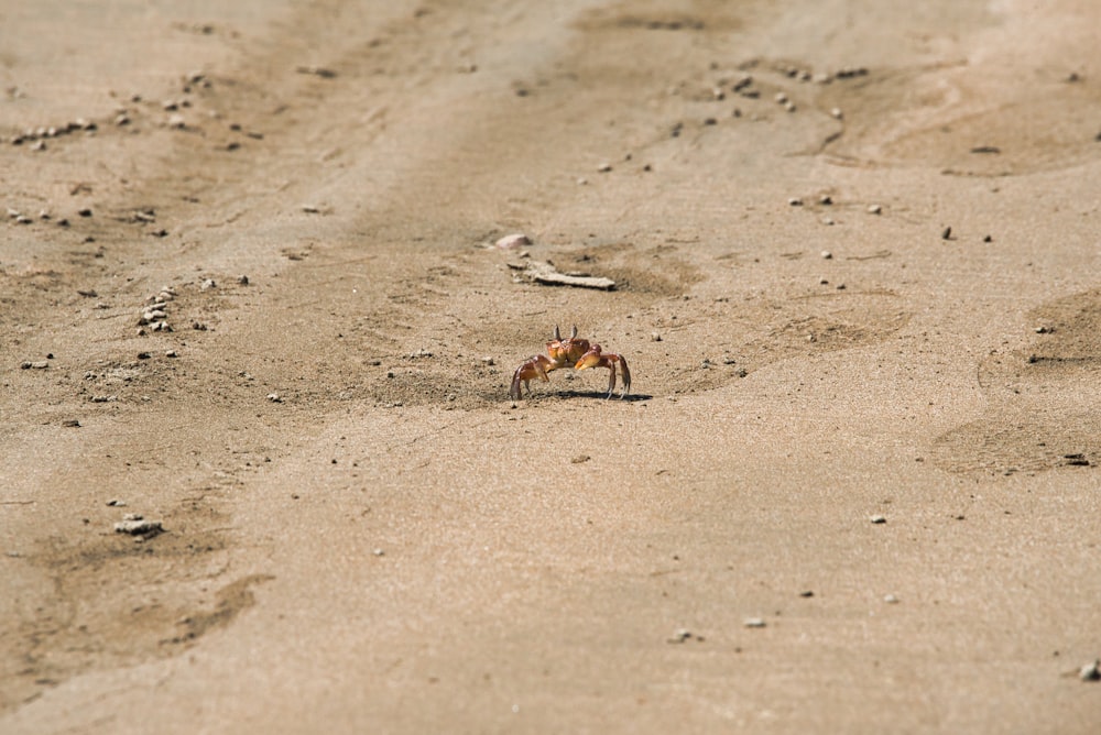 a crab on the sand