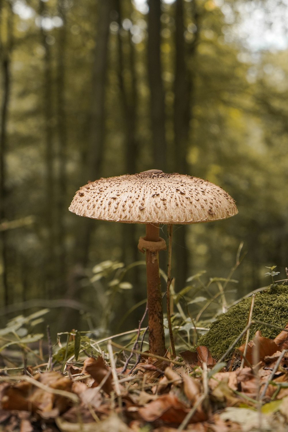 a mushroom growing in the woods