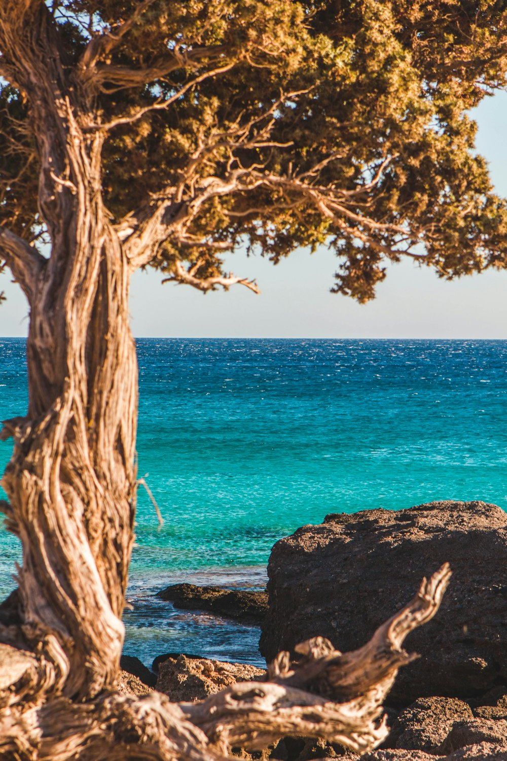 a tree on a rocky beach