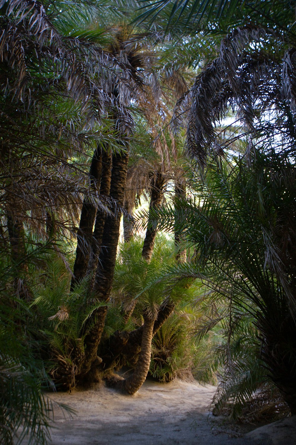 a path through a forest