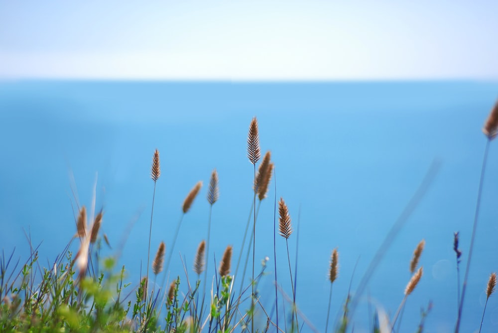 a field of wheat