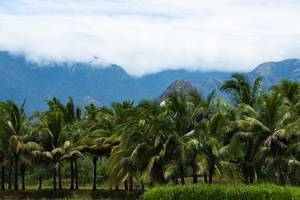 a group of palm trees with mountains in the background