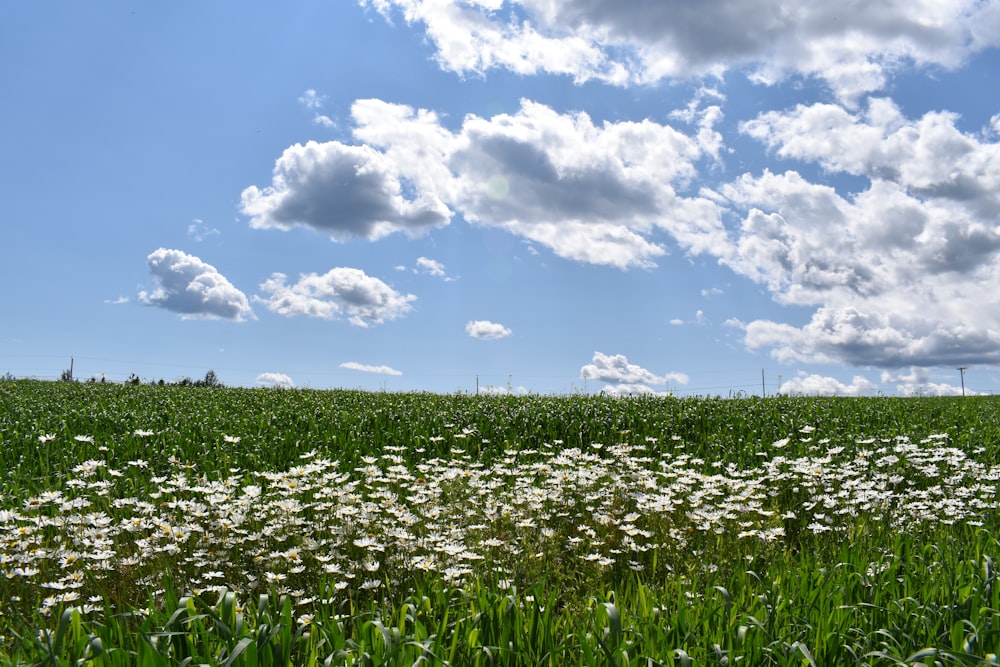 um campo de flores