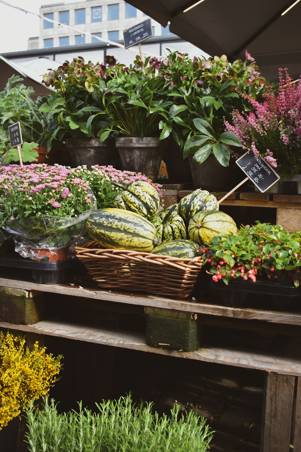 a group of plants in a garden