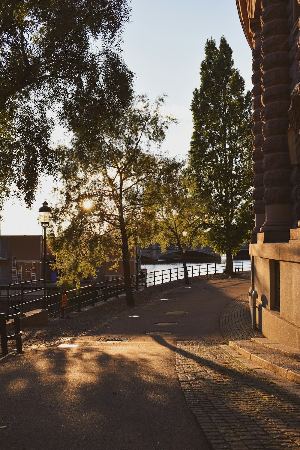 a path with trees on the side