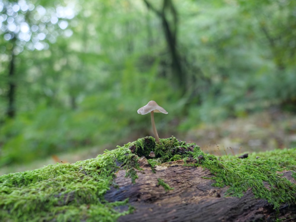 a white flower growing out of a mossy log in a forest