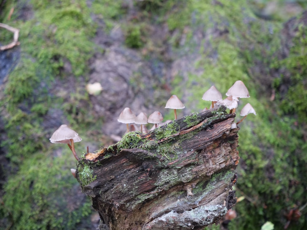 mushrooms growing on a log