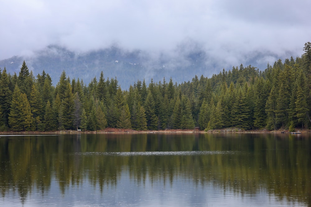 a lake with trees around it