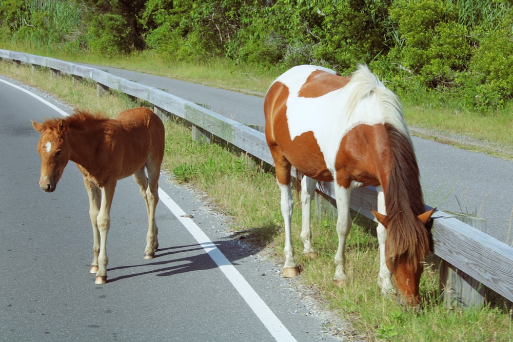 a group of horses stand on the side of a road
