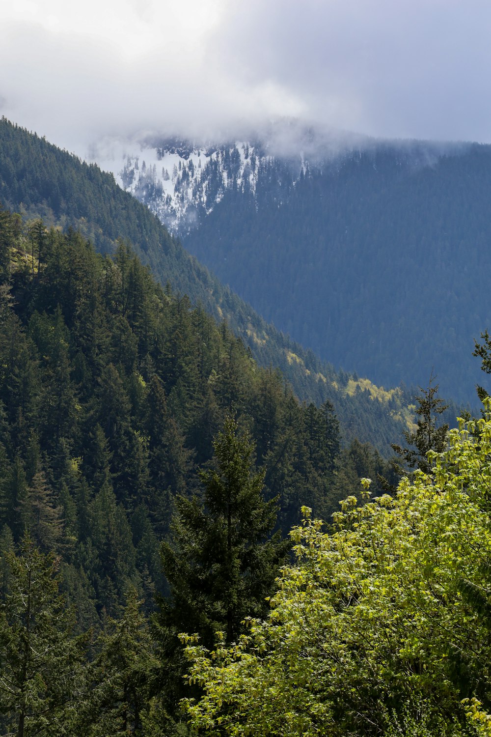 a forest in the mountains