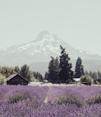 A vast field of blooming lavender stretches towards the horizon, creating a vibrant sea of purple. Behind the field, tall evergreen trees and a quaint wooden cabin create a natural barrier. In the distance, a majestic snow-capped mountain rises against a clear, pale sky.