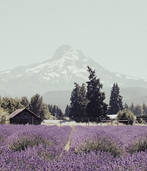 A vast field of blooming lavender stretches towards the horizon, creating a vibrant sea of purple. Behind the field, tall evergreen trees and a quaint wooden cabin create a natural barrier. In the distance, a majestic snow-capped mountain rises against a clear, pale sky.