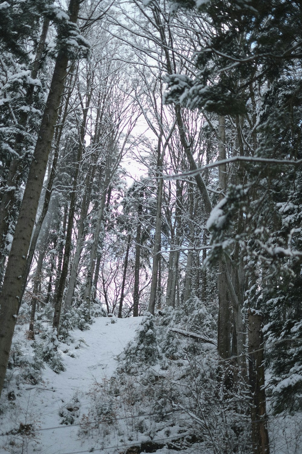 a snowy forest with trees