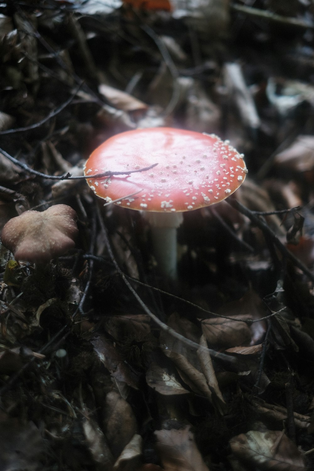 a red mushroom growing in the woods