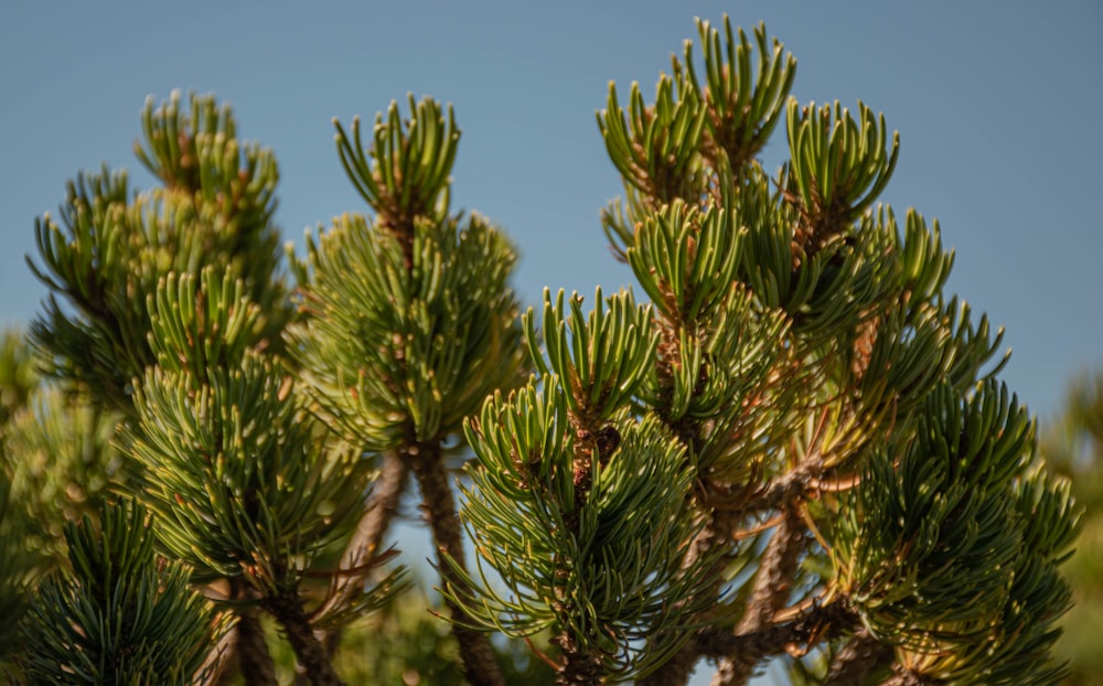 a close-up of a tree