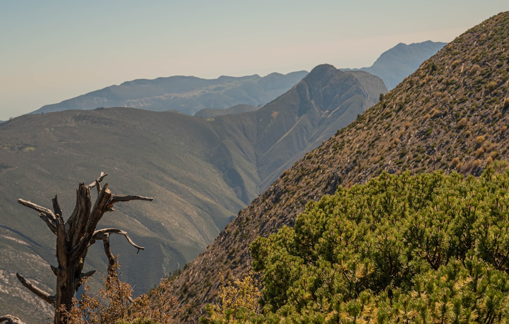 a tree in a valley