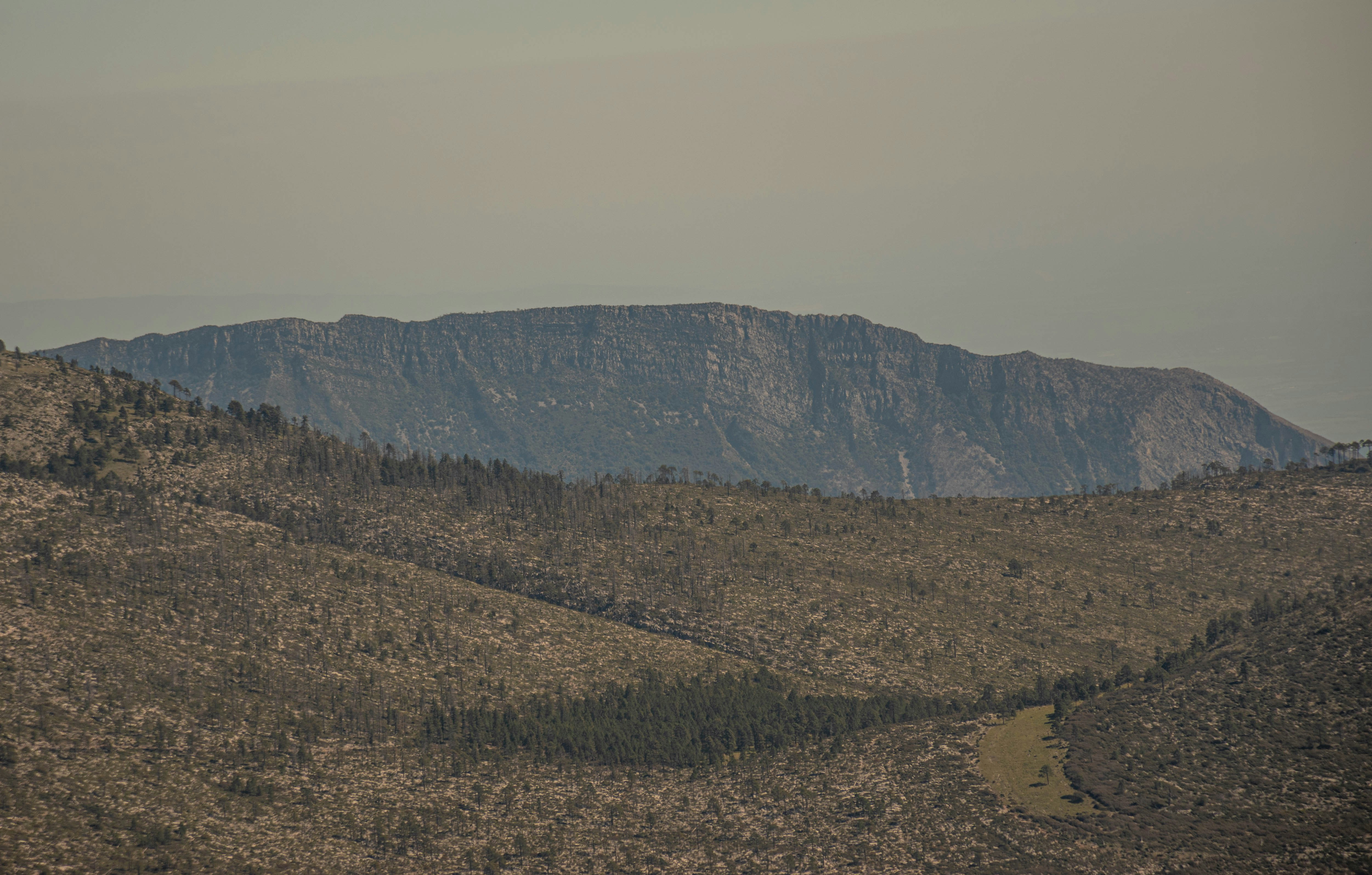 Why the Markhor: Pakistan’s Majestic National Animal