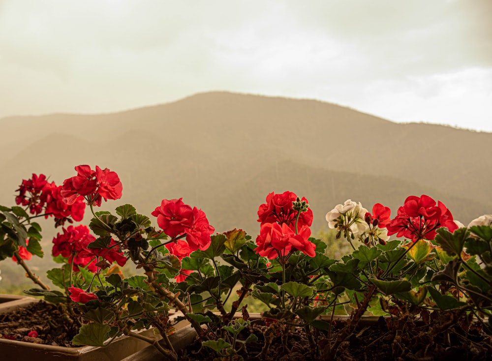 Un grupo de flores