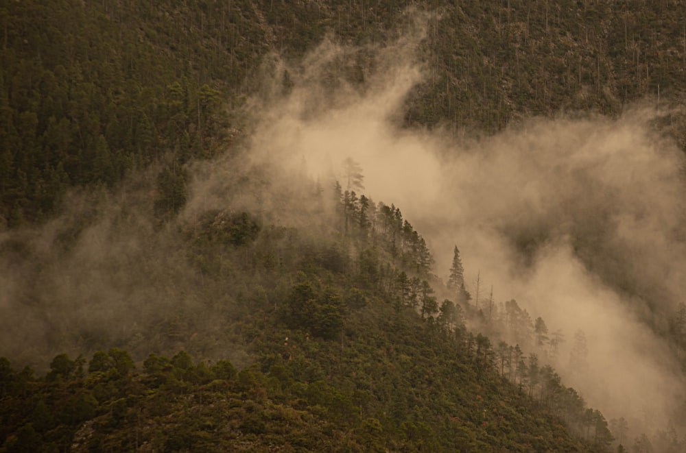 a forest with smoke