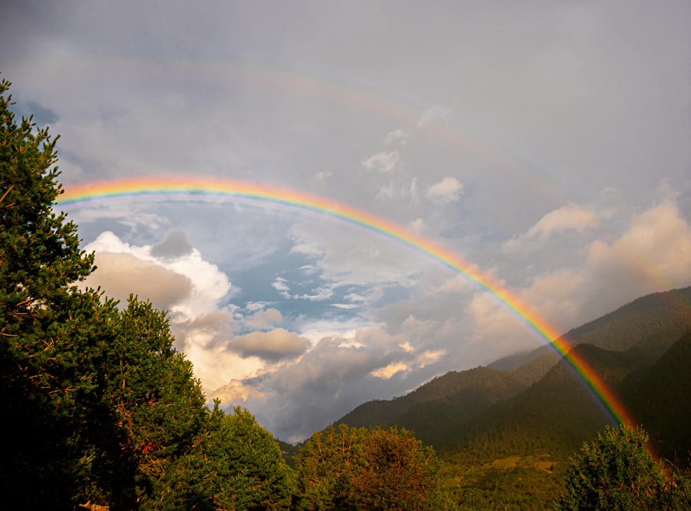 a rainbow over a forest