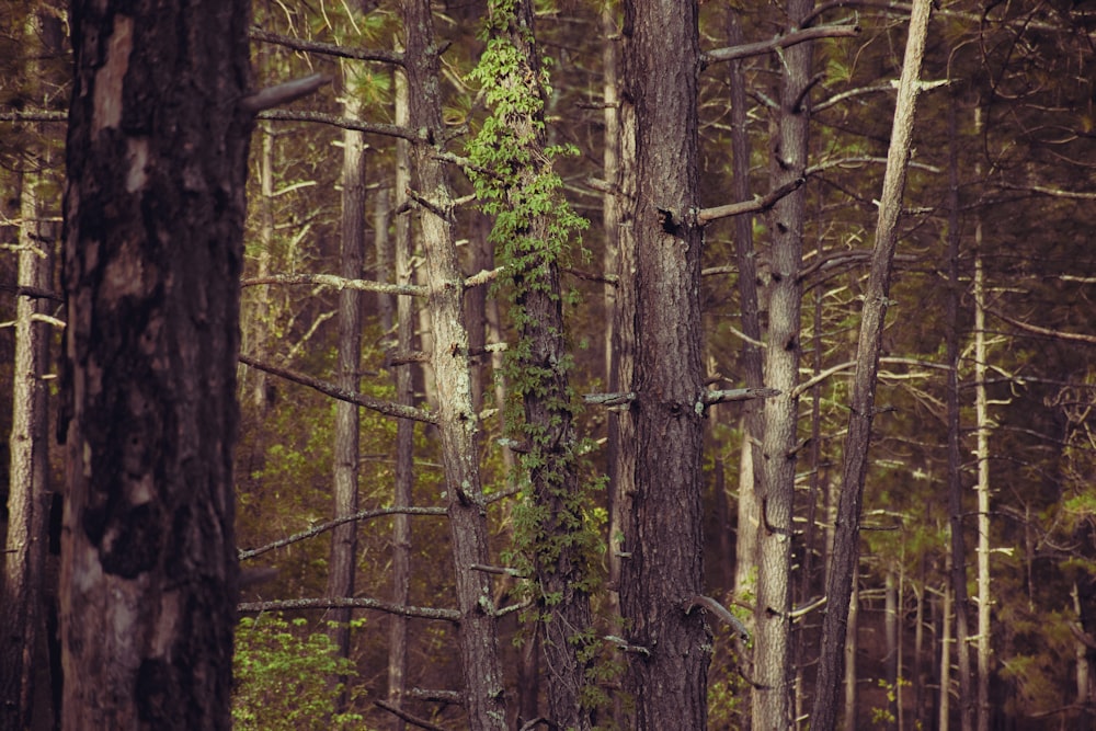 a group of trees