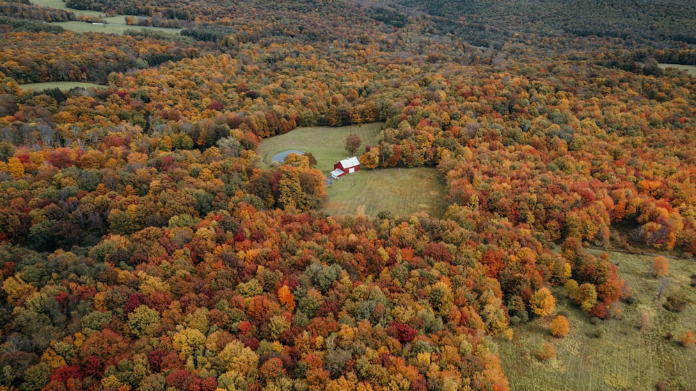 a house in a forest