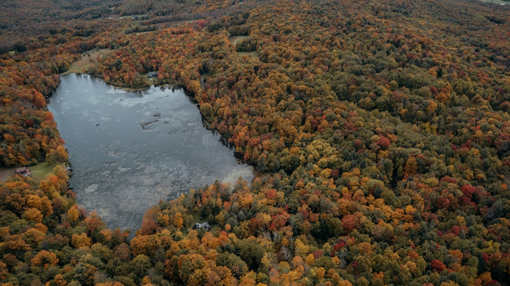 a river with trees around it