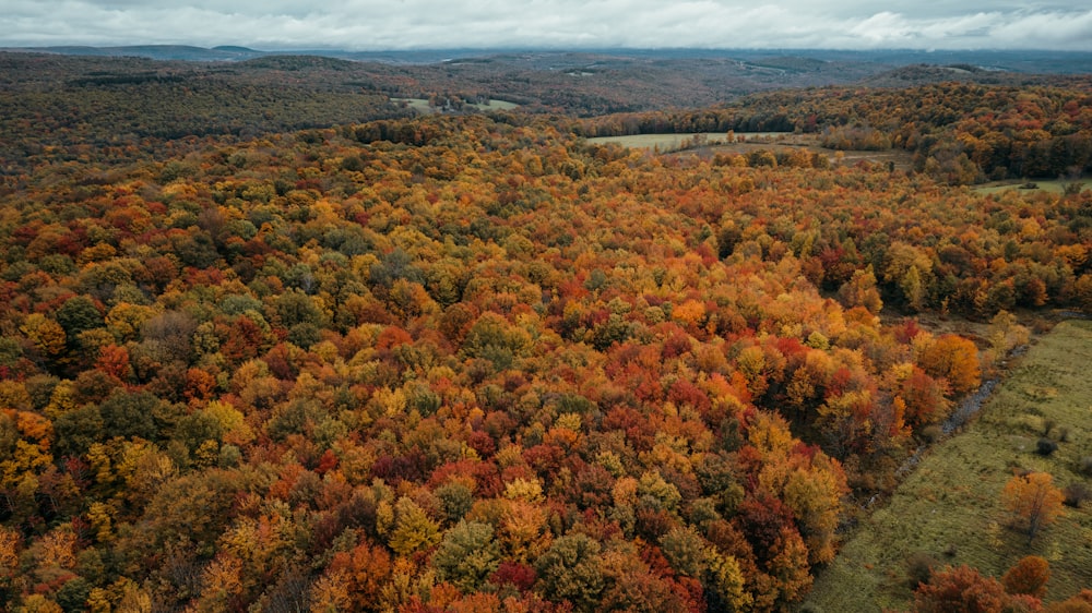 a landscape with trees and hills