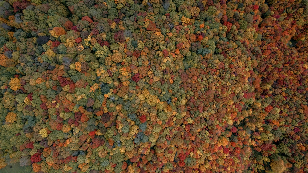 a group of colorful leaves