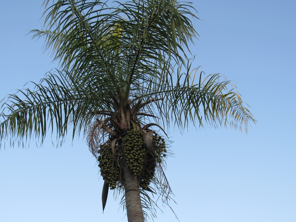 a bird sitting on a palm tree