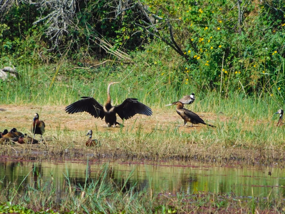 a group of birds sit near a body of water