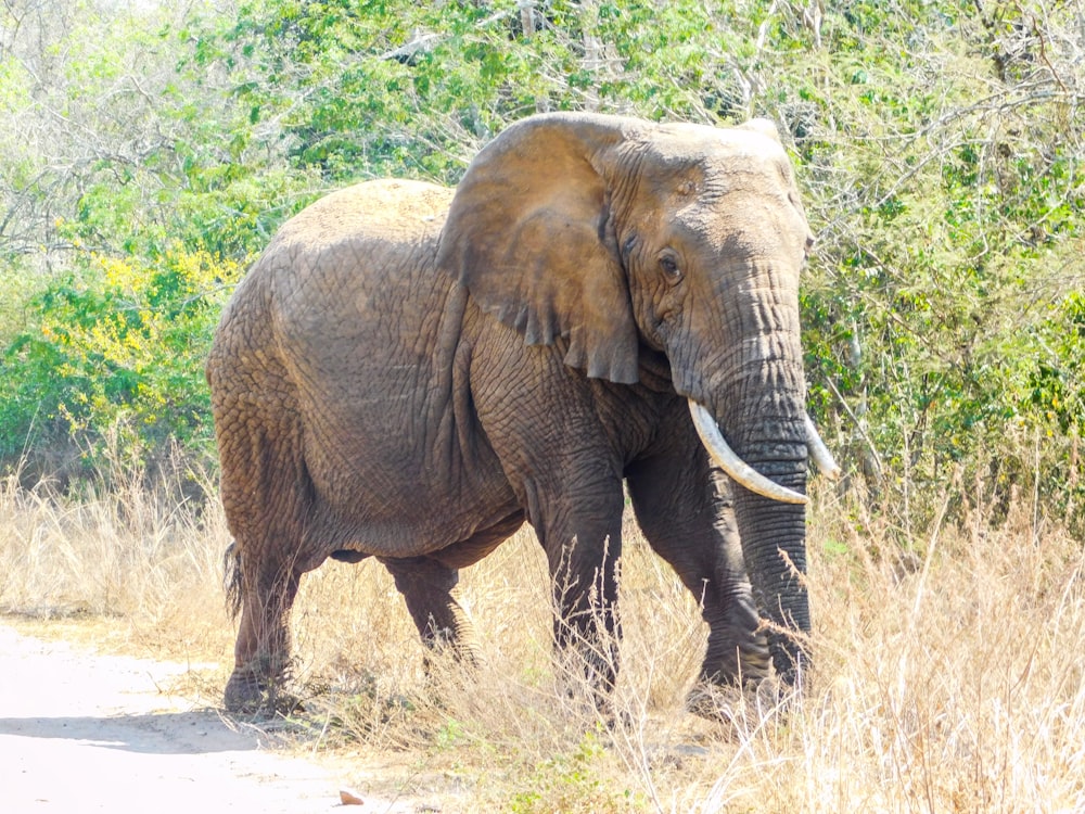 Un éléphant marchant sur une route