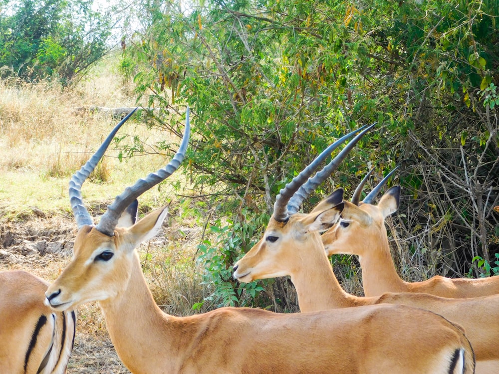 Un grupo de animales con cuernos