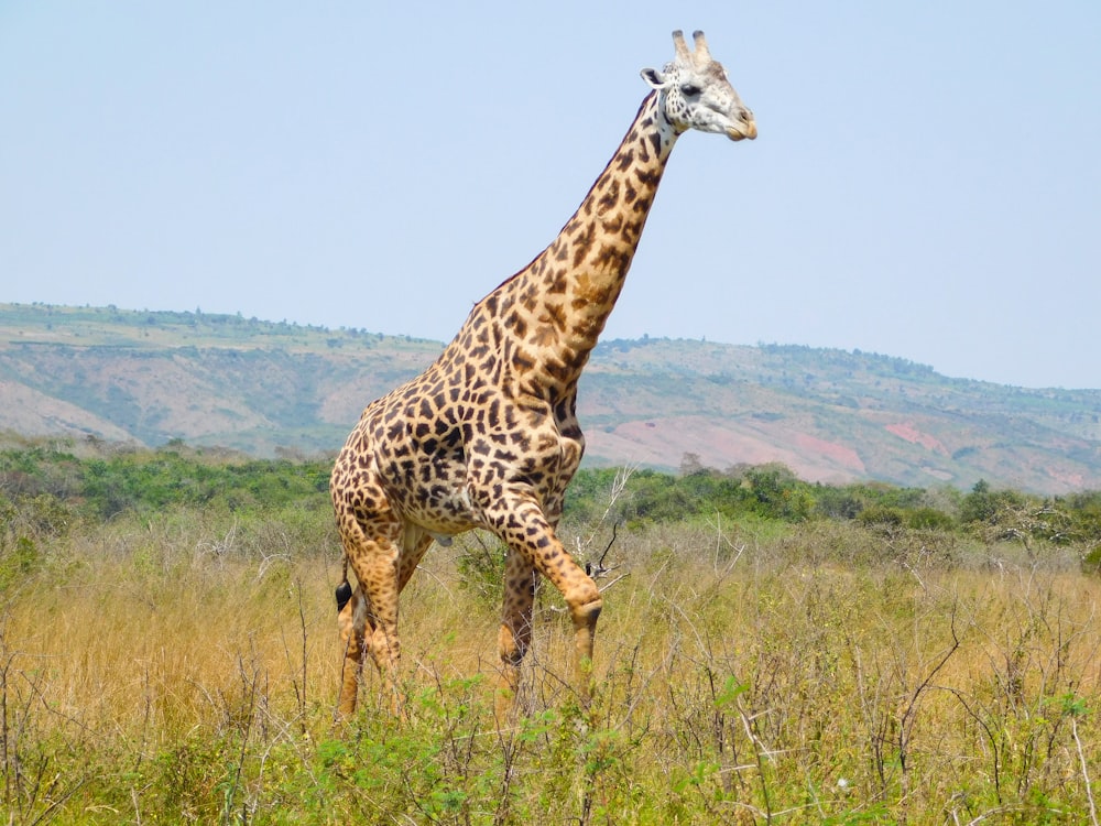 uma girafa andando em um campo