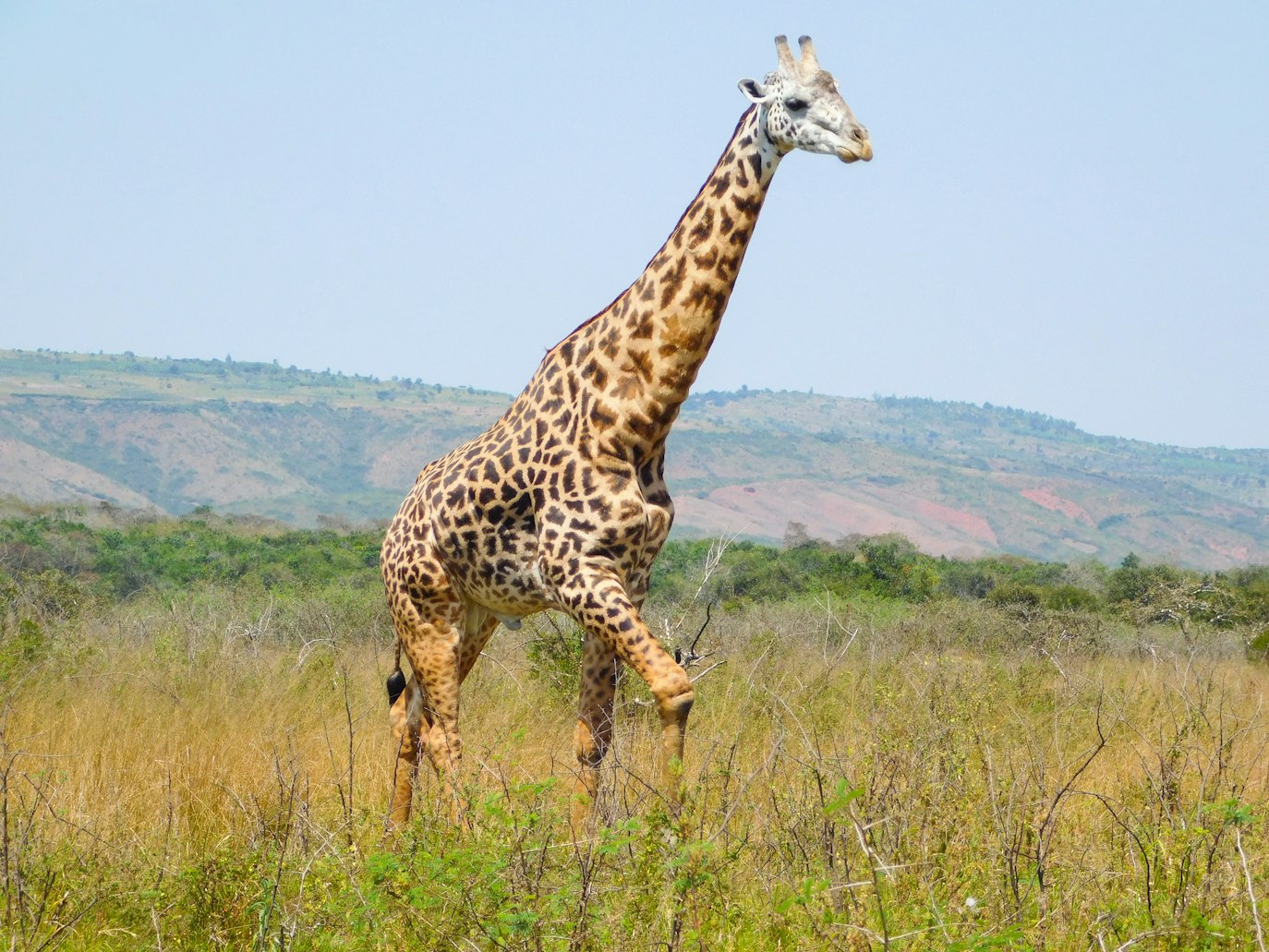 Unveiling the Wonders of Akagera National Park:, akagera national park adventures, 2 days akagera national park wildlife safari, 2 days akagera national park adventure tour