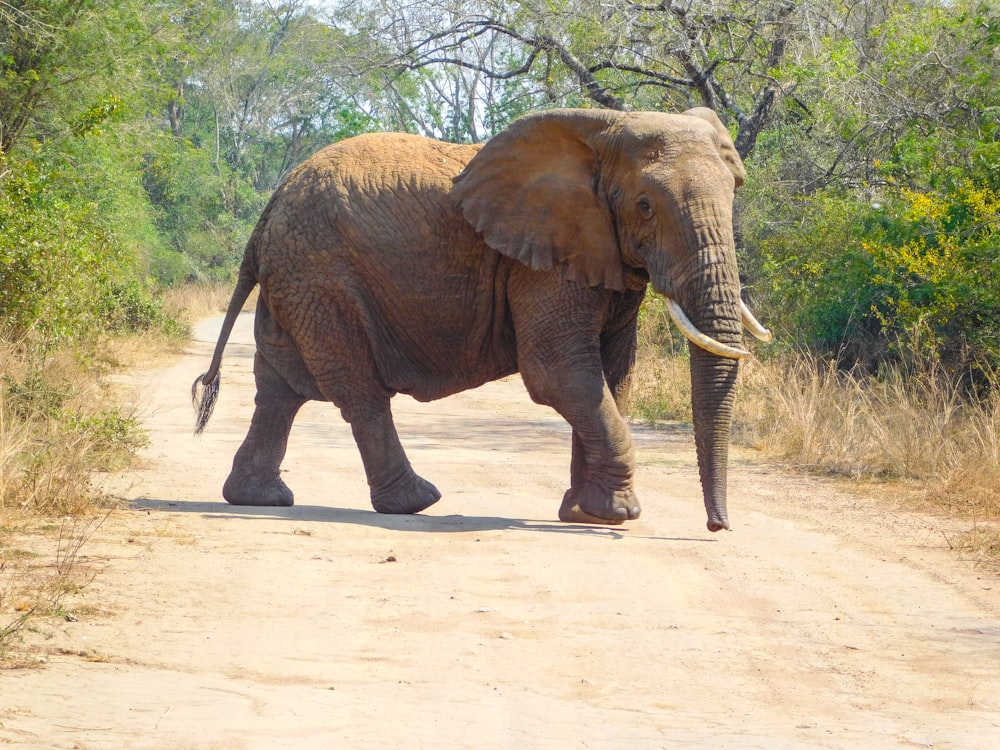 an elephant walking on a dirt road