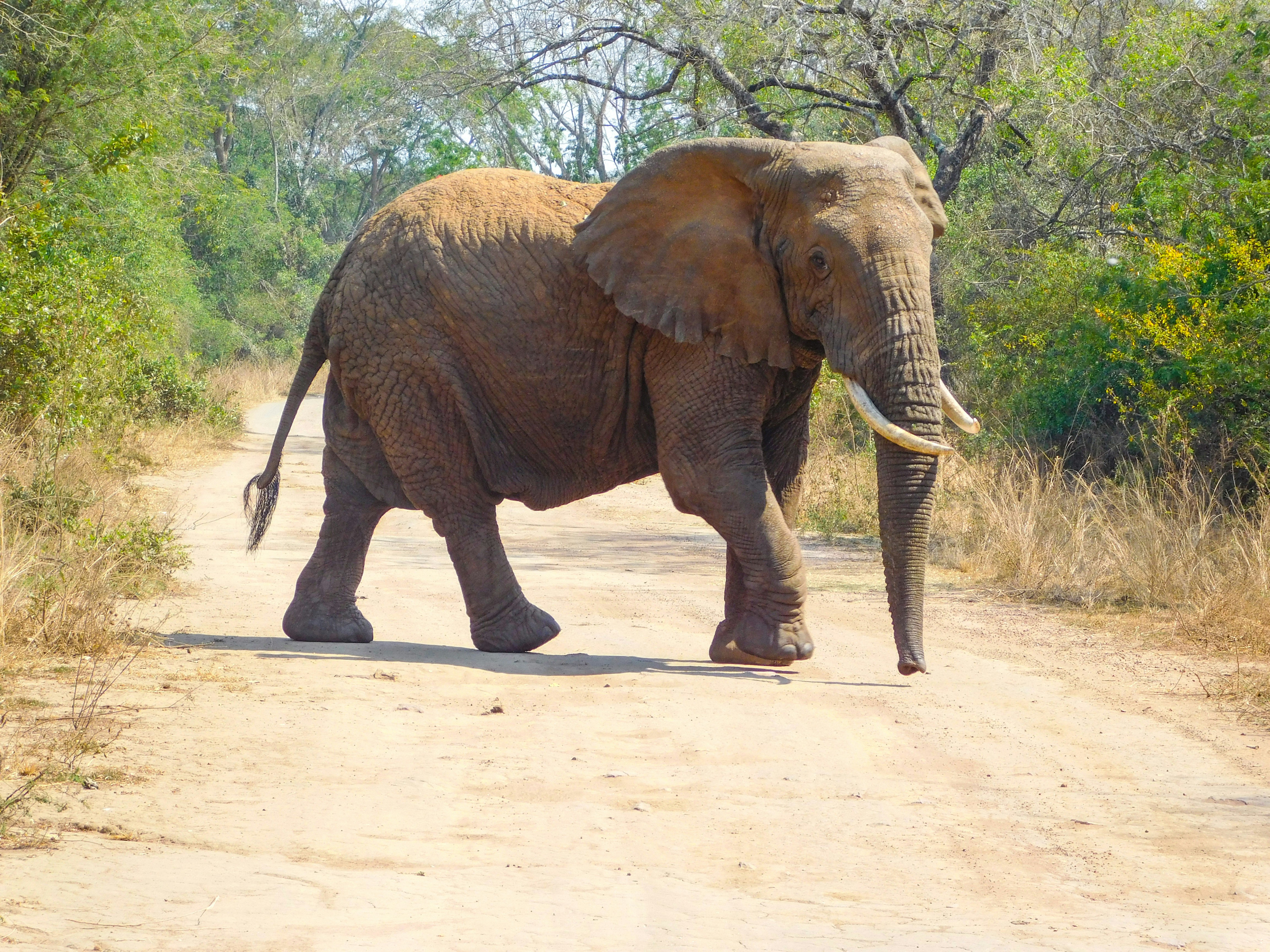 akagera live tours