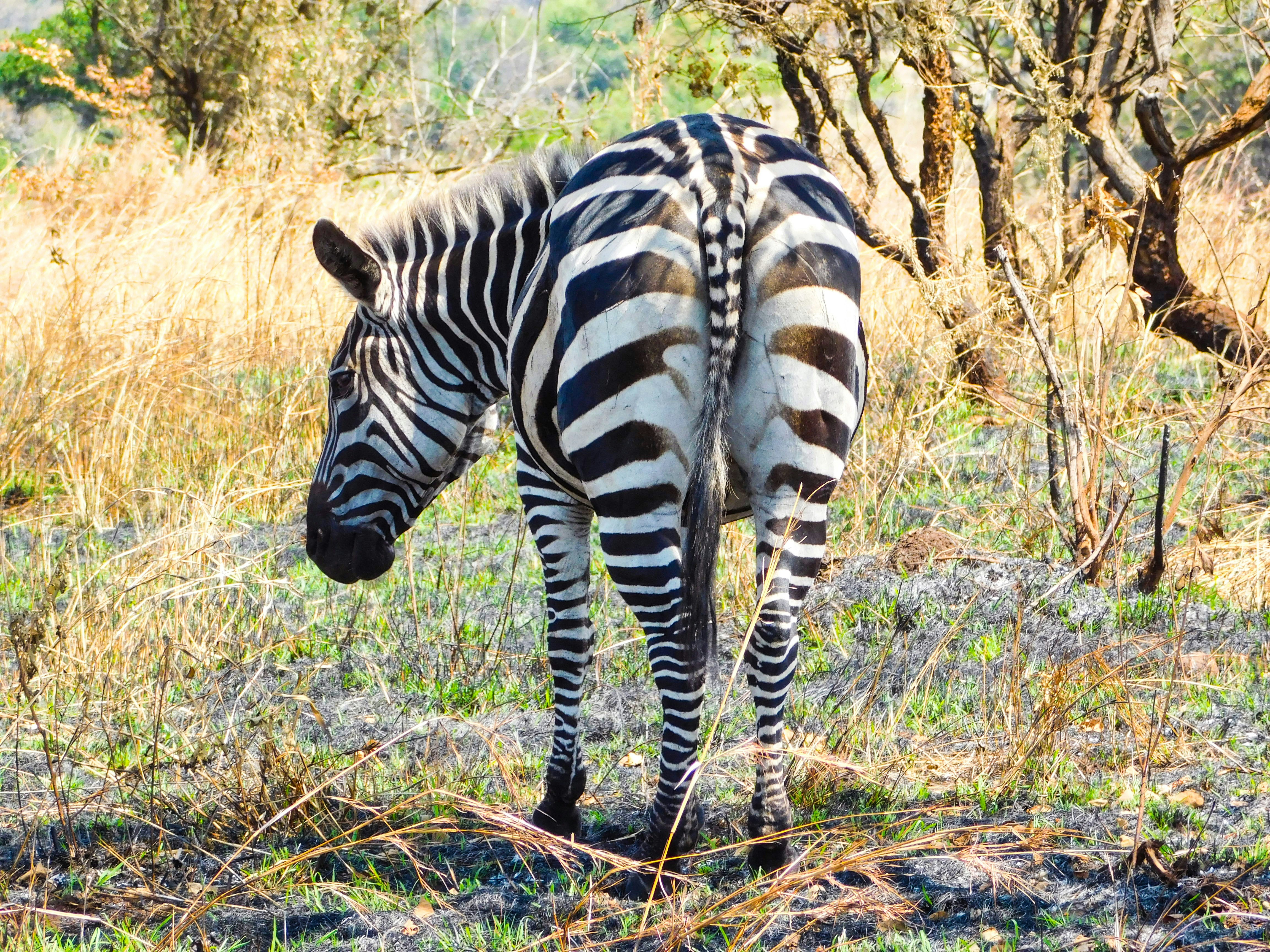 akagera live tours
