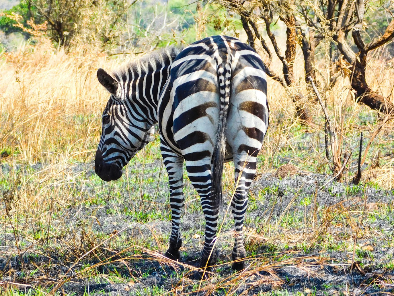 Akagera National Park Adventure from Australia