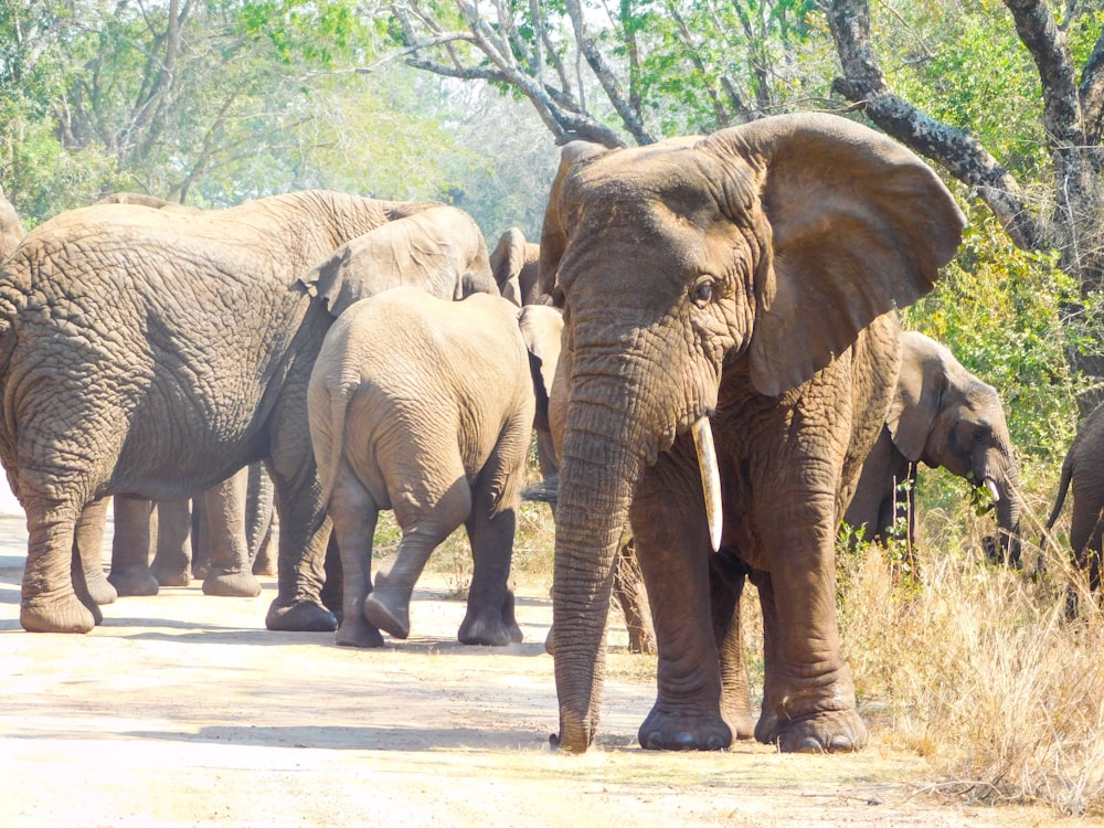 a group of elephants walk down a dirt road
