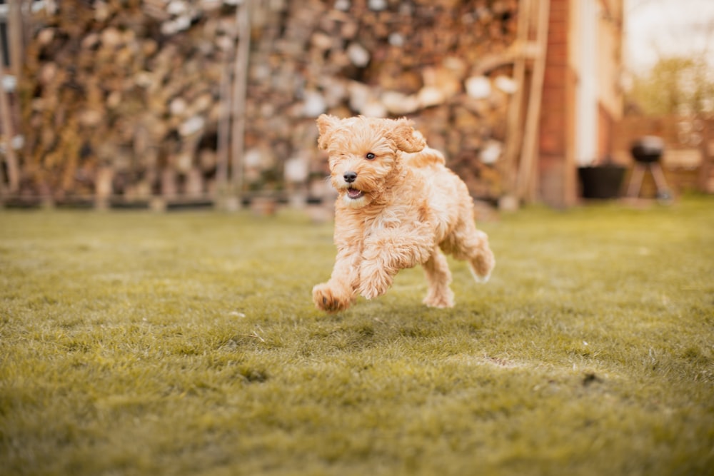 a small dog running in a yard
