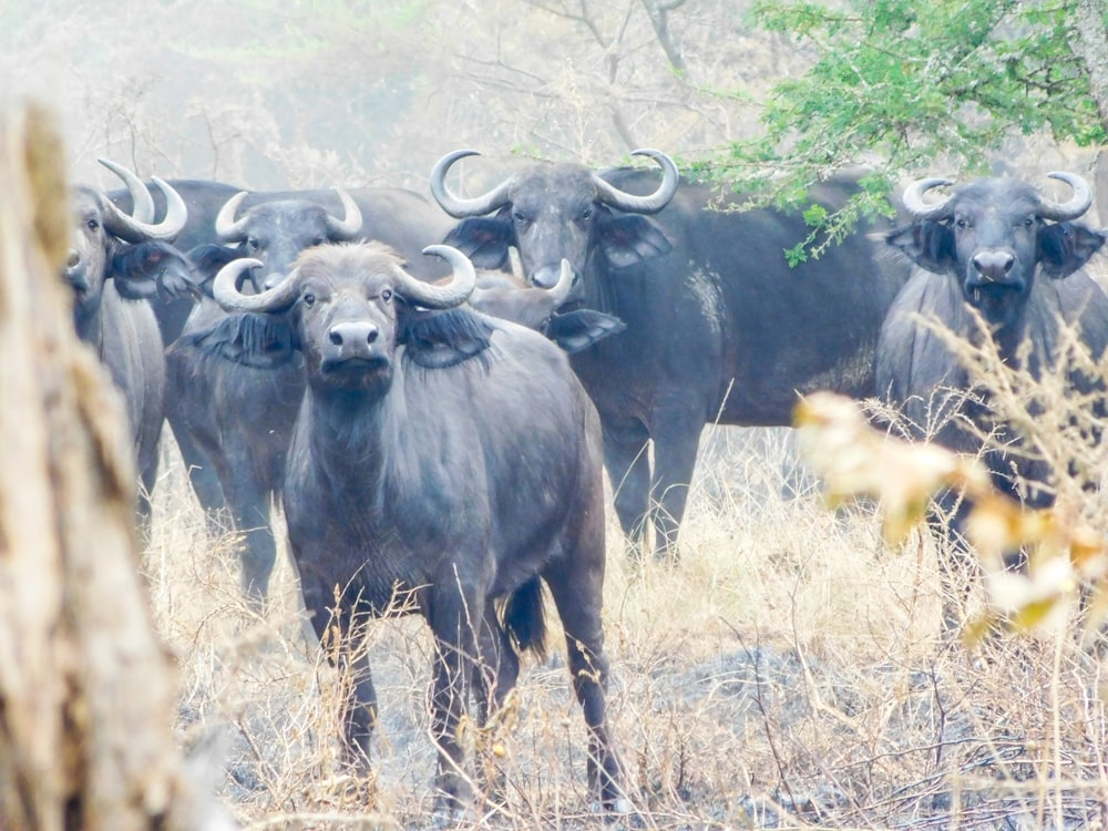 a group of animals stand in a field