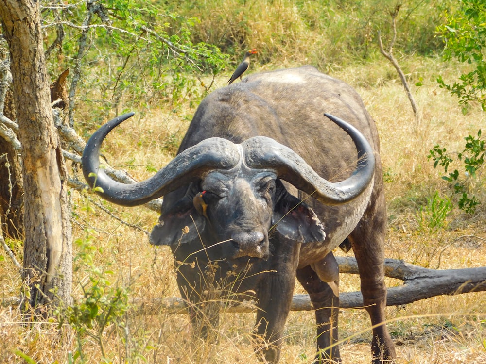 a large animal with horns