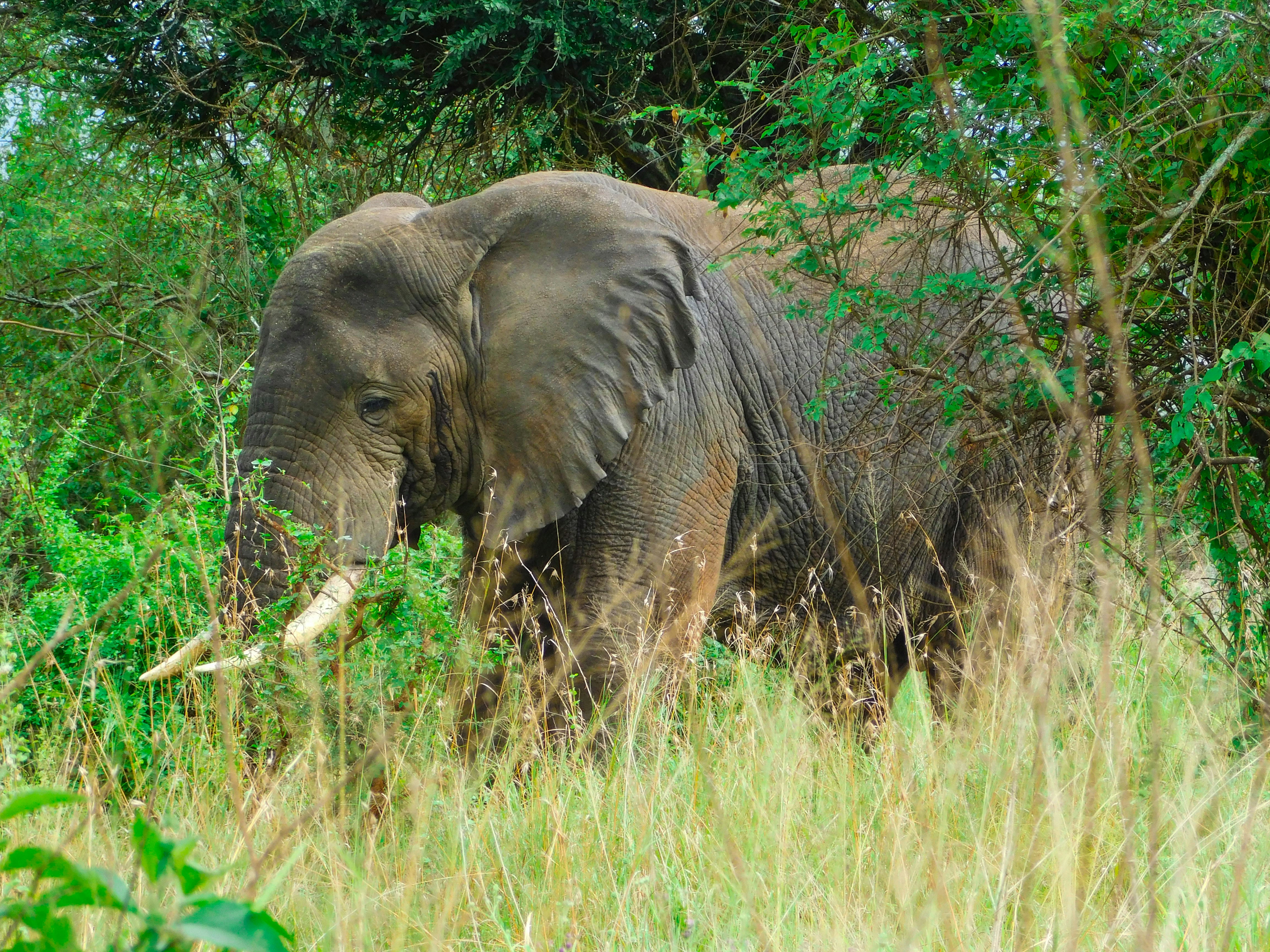 Be wise like the elephant and make use of Unsplash's large collection of pristine, high-def elephant images.